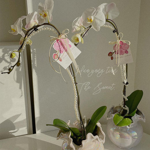 珠光宝气  蝴蝶兰 · 珍珠贝瓶瓶花 商品图2