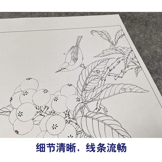 【有步骤、大彩图】李晓明工笔画白描底稿斗方小品《临宋枇杷绣羽图》初学者临摹花鸟线稿KL06 商品图4