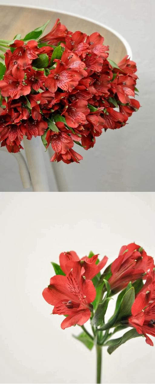 活动水仙百合 商品图2