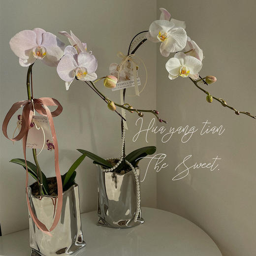 幸福飞来   蝴蝶兰 · 电镀瓶瓶花 商品图2