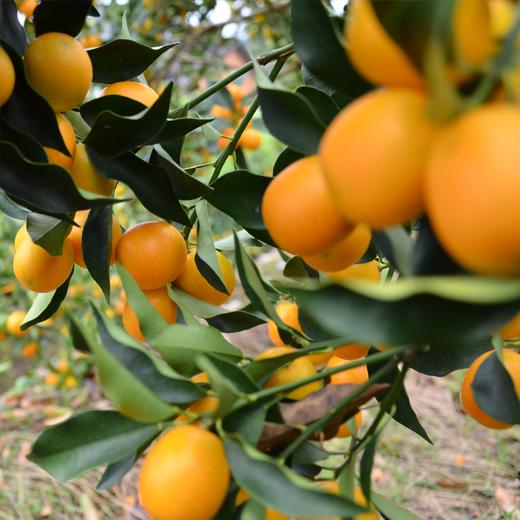 广西融安金桔 商品图2