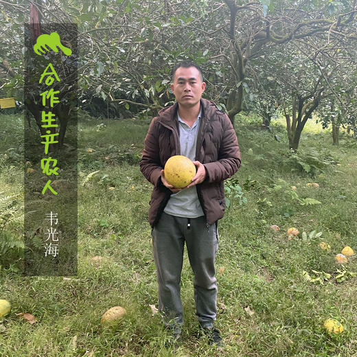 生态沙田柚 | 合作生产 *Ecological Shaddock 商品图5