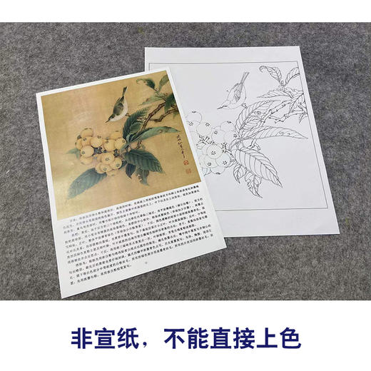 【有步骤、大彩图】李晓明工笔画白描底稿斗方小品《临宋枇杷绣羽图》初学者临摹花鸟线稿KL06 商品图2