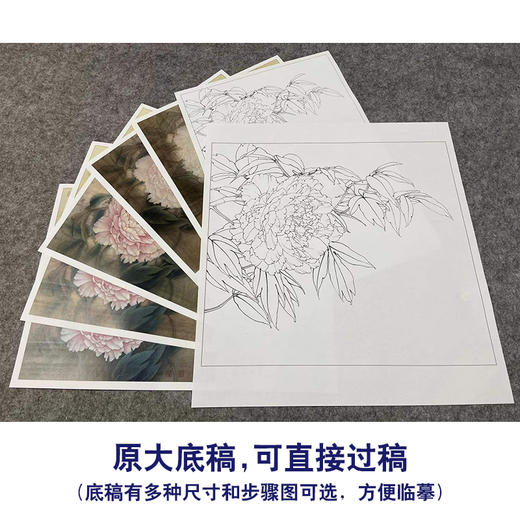 【有步骤、大彩图】李晓明工笔画白描底稿斗方小品《芙蓉面》牡丹初学者临摹勾线花鸟线稿K026 商品图1