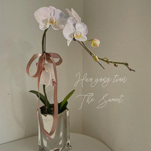 幸福飞来   蝴蝶兰 · 电镀瓶瓶花 商品图5