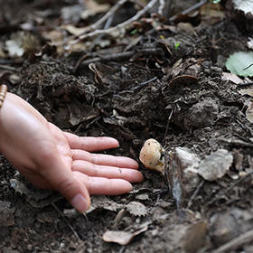  择一事，终一生：川藏高原隐秘的灵芝 