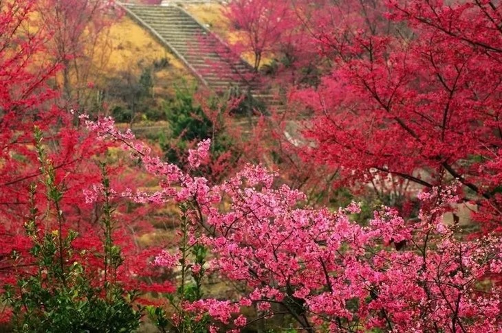 新丰樱花峪花期图片