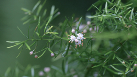 草木有趣 | 植萃润肤能量之天冬
