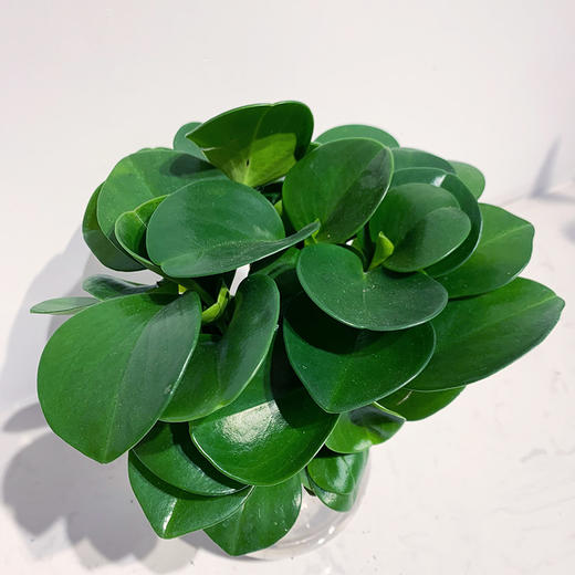 【绿植】碧玉 商品图1