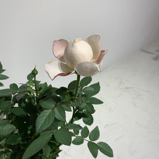 【绿植】玫瑰 商品图1
