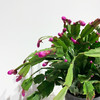 【绿植】蟹爪兰 商品缩略图1
