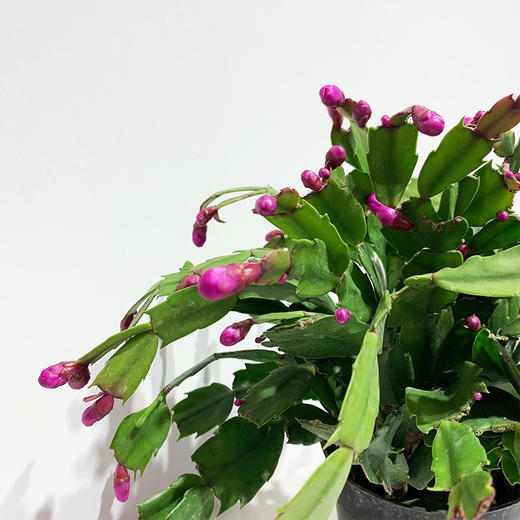 【绿植】蟹爪兰 商品图1