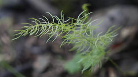 草木有趣 | 天冬，藤蔓柔弱却超然物外