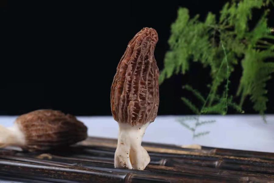 新鲜羊肚菌云南特产羊肚菌菇鲜货羊肝菌煲汤食材羊肚菇半野生菌菇