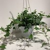 【绿植】常春藤 商品缩略图0