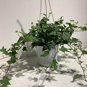 【绿植】常春藤