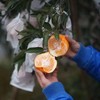 排单发货 不接急单【下单立减10元】蒲江春见耙耙柑高山果      5/8斤装   （酸甜口感  介意慎拍） 商品缩略图11