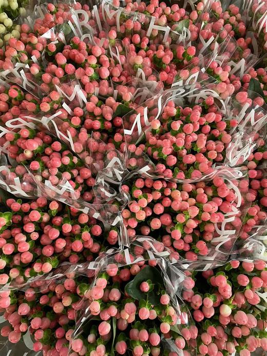 【荷兰】进口火龙珠  多色可选  约10枝/扎 商品图12