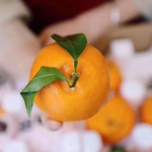 排单发货 不接急单【下单立减10元】蒲江春见耙耙柑高山果      5/8斤装   （酸甜口感  介意慎拍） 商品图12