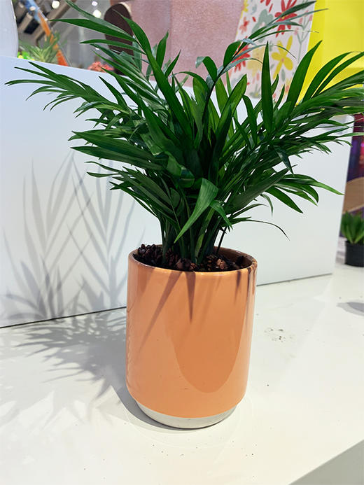 【绿植】盆景椰子 商品图0