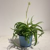 【绿植】卷叶金边兰 商品缩略图0