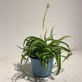 【绿植】卷叶金边兰