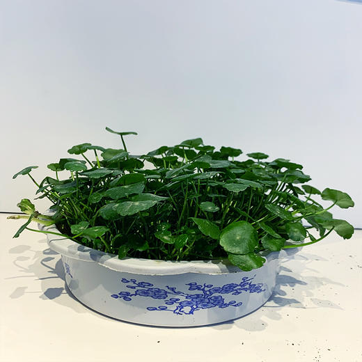 【绿植】水培铜钱草 商品图0