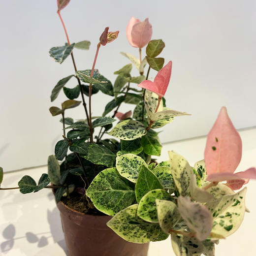 【绿植】花叶络石 商品图1