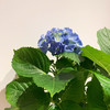 【绿植】绣球 商品缩略图5