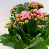 【绿植】长寿花 商品缩略图1