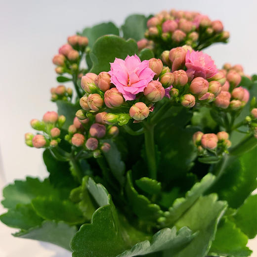 【绿植】长寿花 商品图1