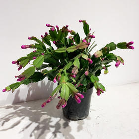 【绿植】蟹爪兰