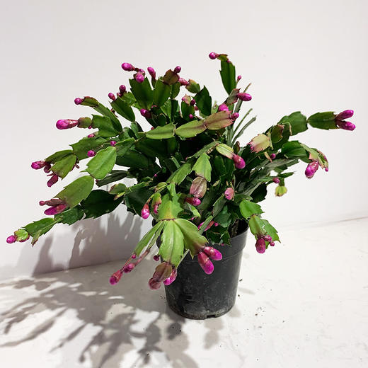 【绿植】蟹爪兰 商品图0
