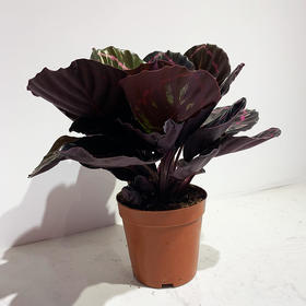 【绿植】红美丽竹芋