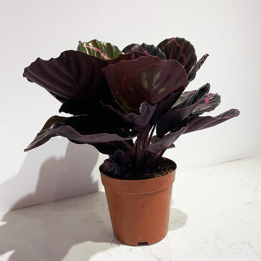 【绿植】红美丽竹芋 商品图0