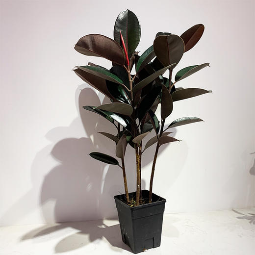 【绿植】橡皮树 商品图0