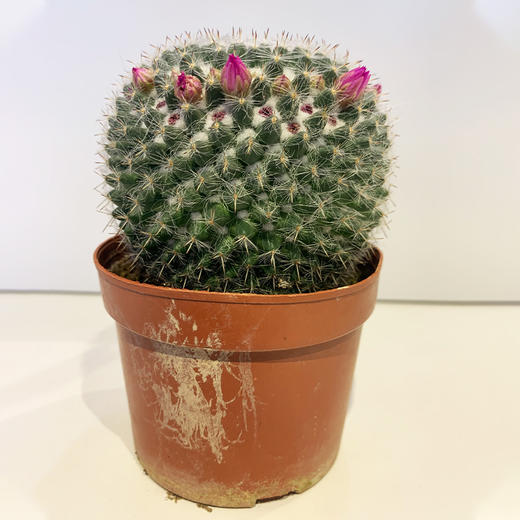 【绿植】多肉-玉翁 商品图0