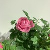 【绿植】玫瑰 商品缩略图3
