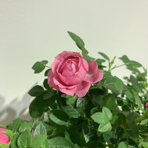 【绿植】玫瑰 商品图3