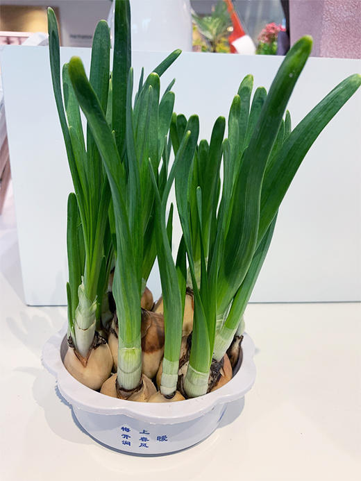 【绿植】水培水仙 商品图0