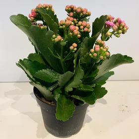 【绿植】长寿花