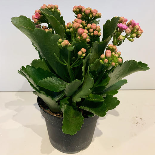 【绿植】长寿花 商品图0