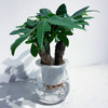【绿植】水培发财树 商品缩略图0