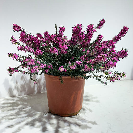 【绿植】欧石楠 商品图0