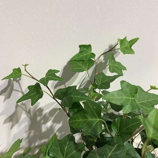 【绿植】常春藤 商品图1