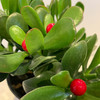 【绿植】假果玉树 商品缩略图1