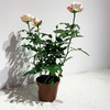【绿植】玫瑰 商品缩略图0
