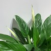 【绿植】白掌 商品缩略图1