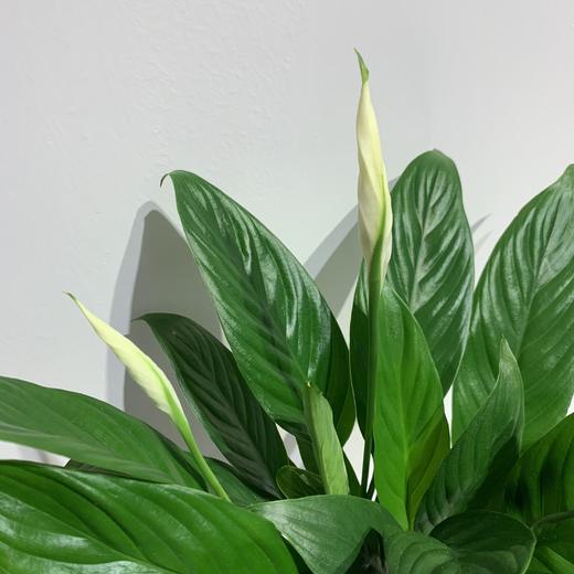 【绿植】白掌 商品图1