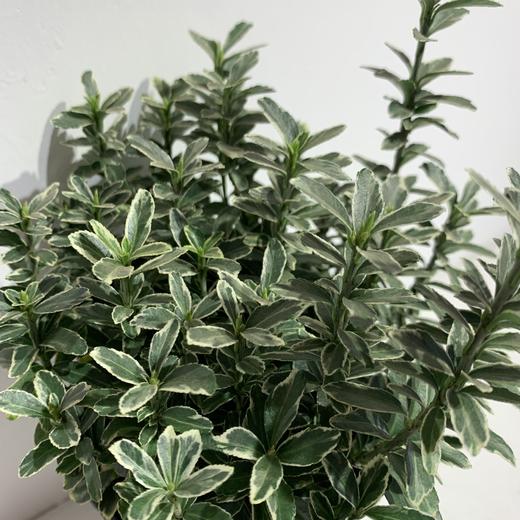 【绿植】金边黄杨 商品图1